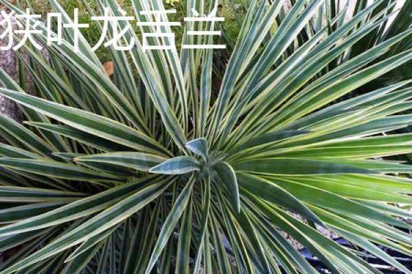 Agave angustifolia