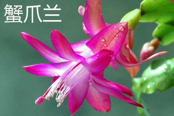 Zygocactus japonicus