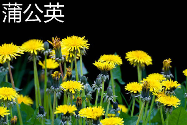 Dandelion