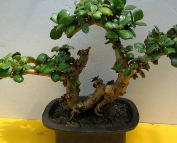 Yu Shu