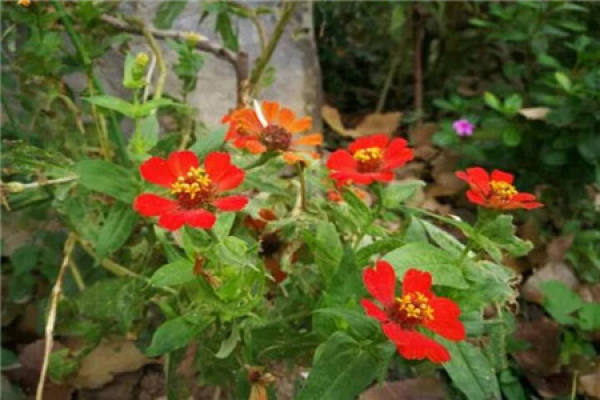 Impatiens