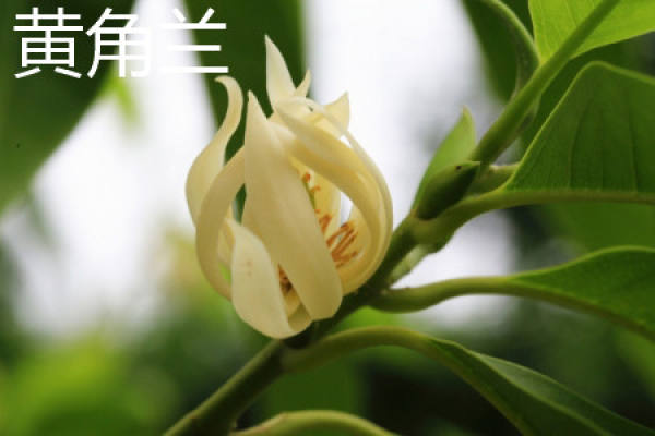 Yellow Horn Orchid
