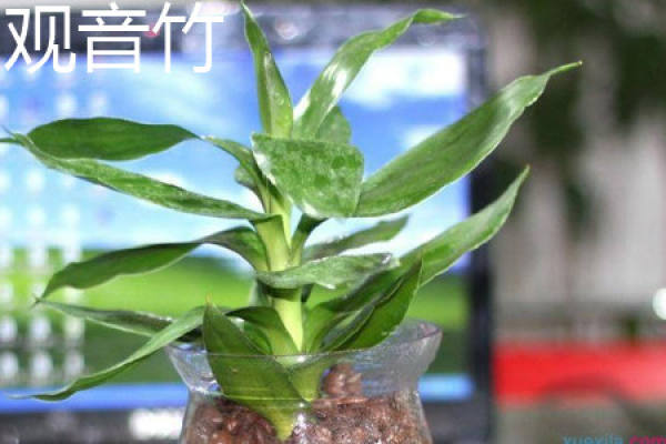 Lucky Bamboo