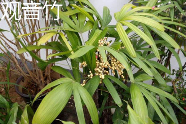Guanyinzhu