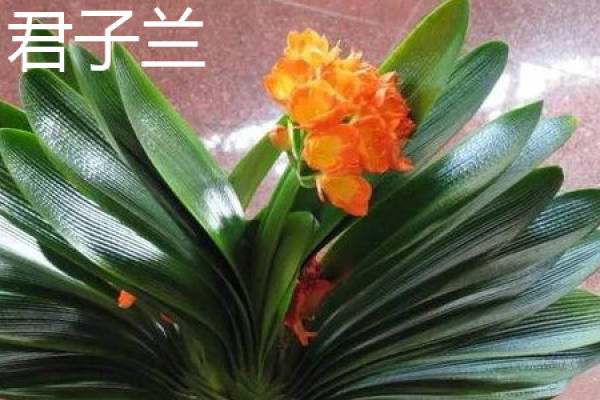Clivia miniata