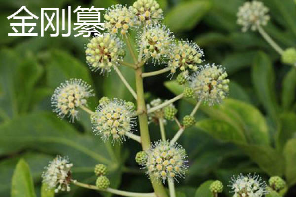 Jin Gang Zuan