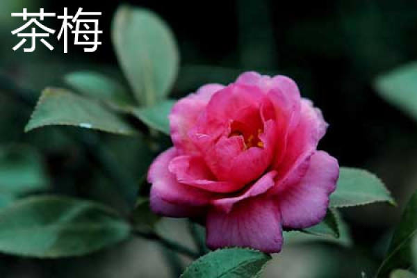 Tea Plum