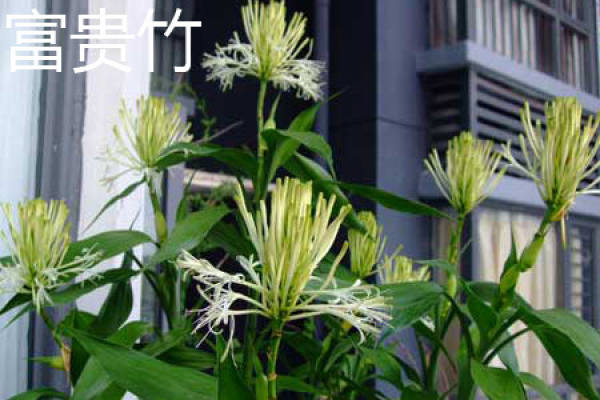 Fu Gui Zhu