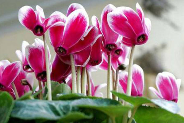 Cyclamen