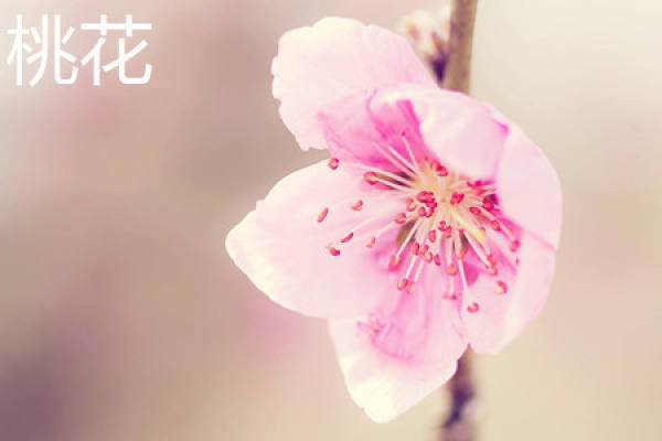 Apricot flower
