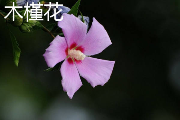 Hibiscus