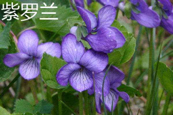 Violet