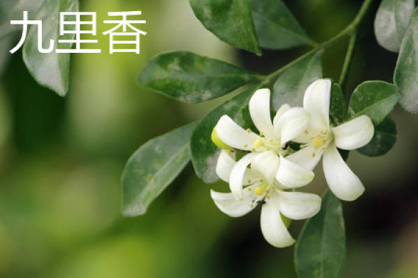 Murraya paniculata