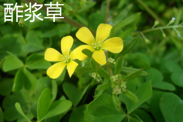 Oxalis corniculata