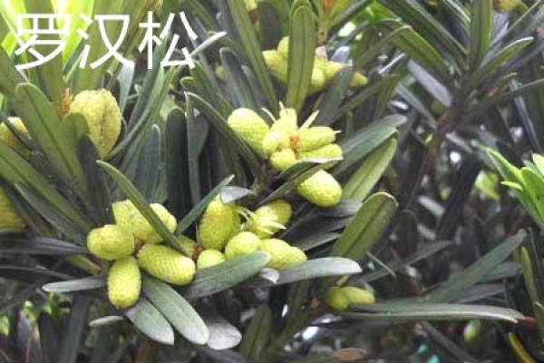 Podocarpus macrophylla