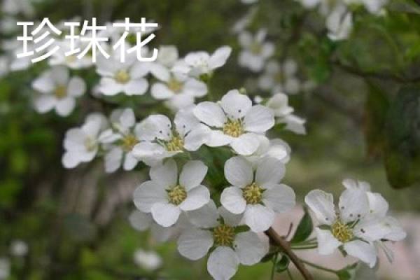 Pearl Flower