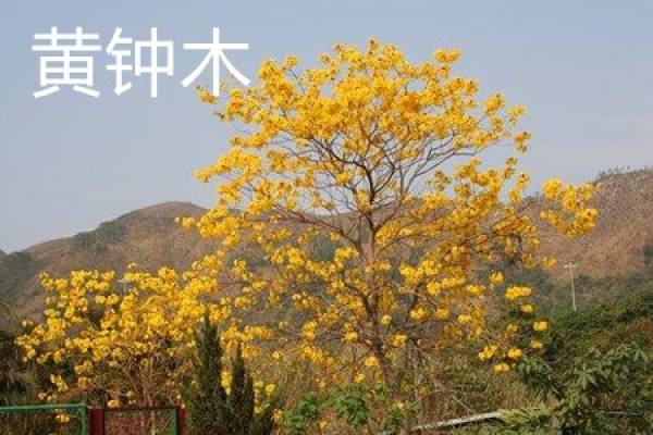 yellow bell wood