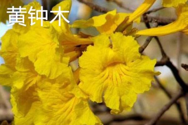 Huang Zhong Mu