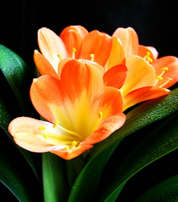 Beer-growing flower