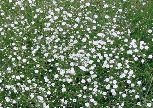 Gypsophila paniculata