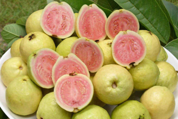 Guava
