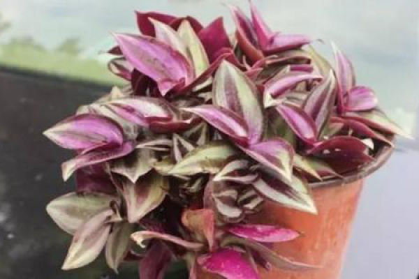 Chlorophytum comosum