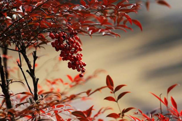Nandina domestica