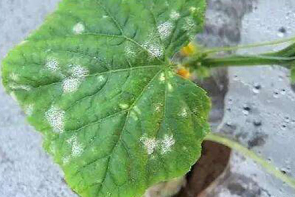 cucumber