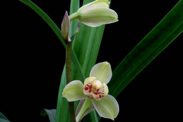 Cymbidium