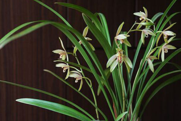 Cymbidium