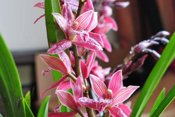 Cymbidium