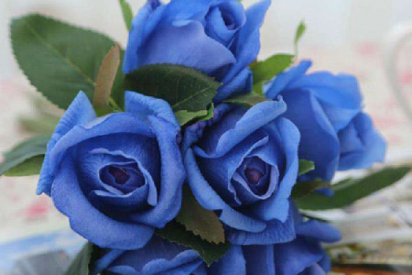 Blue enchantress