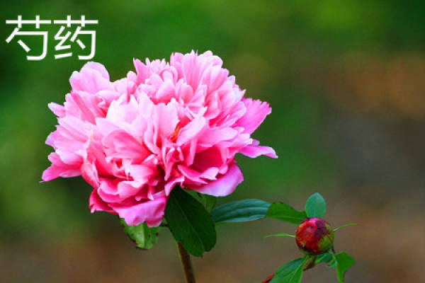Paeonia lactiflora