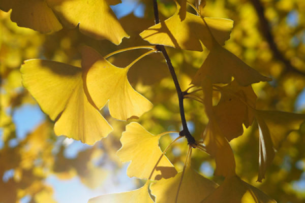 Ginkgo biloba