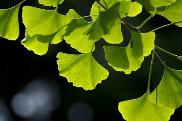 Ginkgo biloba