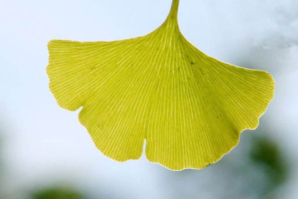 Folium Ginkgo