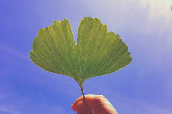 Ginkgo biloba