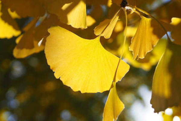 Ginkgo biloba