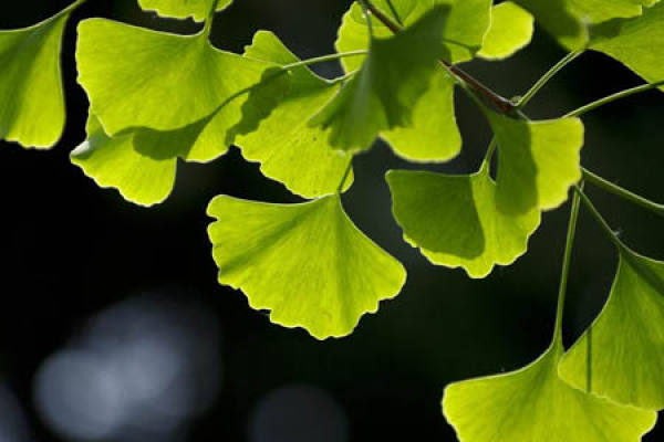 Folium Ginkgo