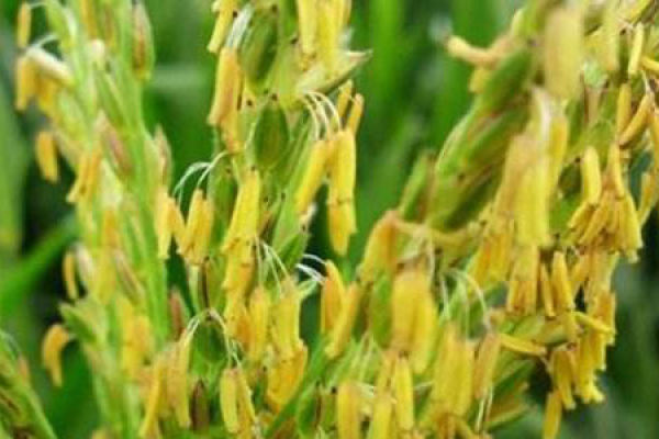 Corn
