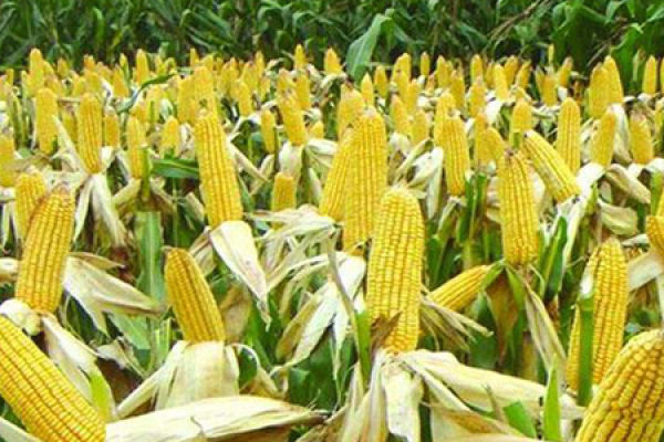 Corn