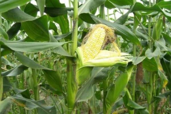 Corn