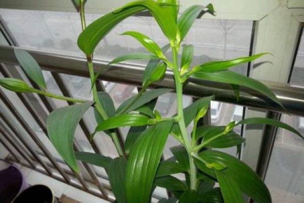Lily