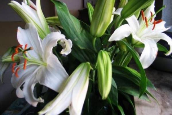 Lily