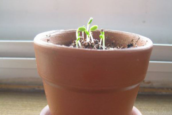 Seed