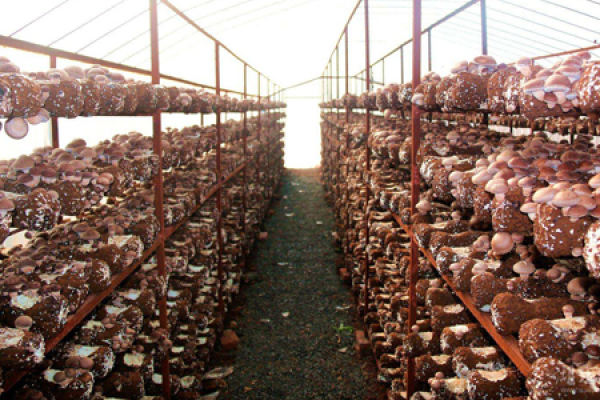 Mushroom