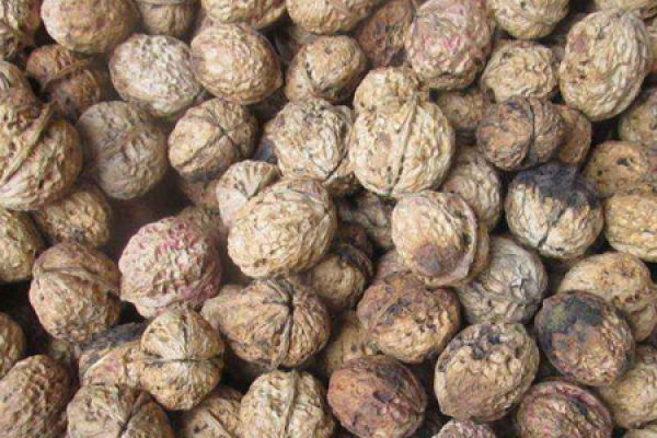 walnut