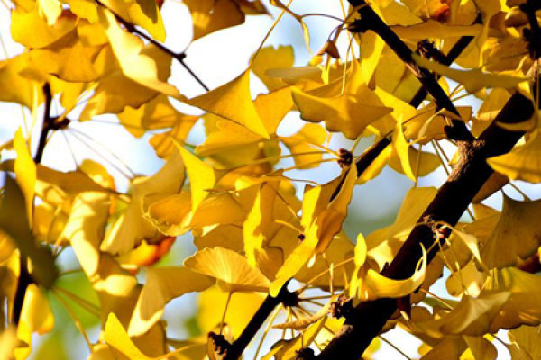 ginkgo Metasequoia