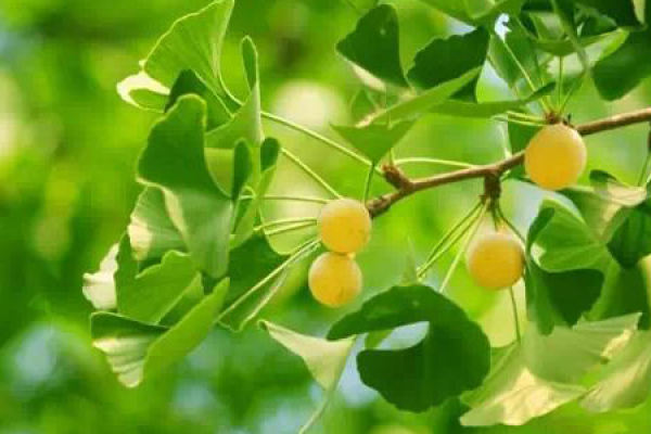 ginkgo Metasequoia