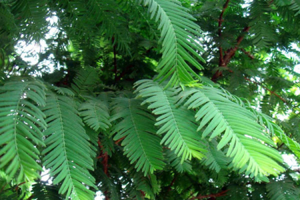 Metasequoia